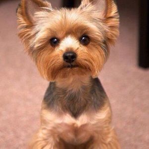 Meet your Posher, Rose